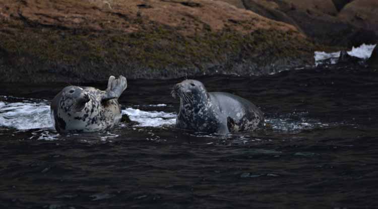 seals